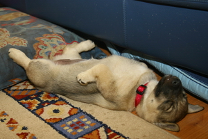 Ronja is gesloopt en slaapt - zo'n houding kan alleen een pup aannemen