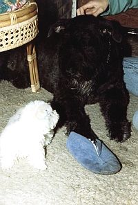 Boefie: "Jasses een puppy!!!"