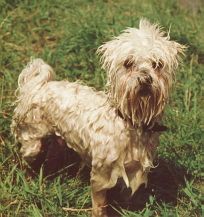 Humphrey na een dompeling in de vijver