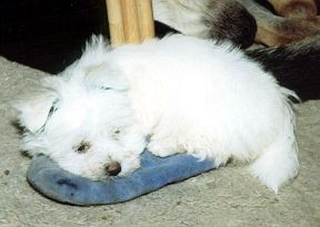 Humphrey ligt op mijn slof: hij past er net op!