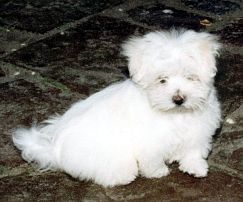Humphrey als puppy