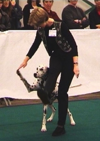 Joschka tijdens de oefening 'mijn poten tegelijk optillen als die van de baas'