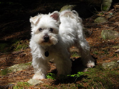 Humphrey in Oostenrijk, mei 2005